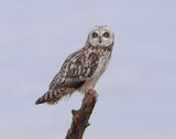 Velduil (Short-eared Owl)