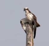 Visarend (Western Osprey)