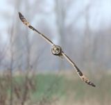 Velduil (Short-eared Owl)