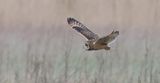 Velduil (Short-eared Owl)