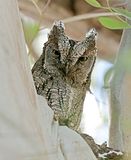 Dwergooruil (Eurasian Scops Owl)