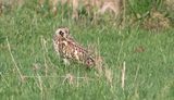 Velduil (Short-eared Owl)