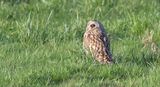 Velduil (Short-eared Owl)