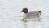 Wintertaling (Eurasian Teal)