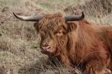 Schotse Hooglander (Highland Cattle)