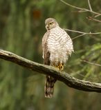 Sperwer (Eurasian Sparrowhawk)