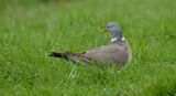 Houtduif (Common Wood Pigeon)