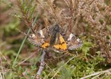 Oranje Berkenspanner (Archiearis parthenias) - Orange Underwing