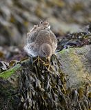 Paarse Strandloper (Purple Sandpiper)