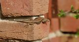 Muurhagedis (Common Wall Lizard)
