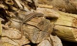 Muurhagedis (Common Wall Lizard)