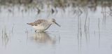 Poelruiter (Marsh Sandpiper)