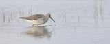 Poelruiter (Marsh Sandpiper)