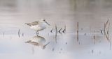 Poelruiter (Marsh Sandpiper)