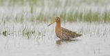Grutto (Black-tailed Godwit)