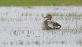Krakeend (Gadwall)