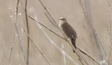 Snor (Savis Warbler)