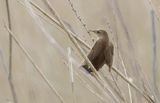 Snor (Savis Warbler)