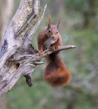 Eekhoorn (Red Squirrel)