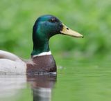 Wilde Eend (Mallard)