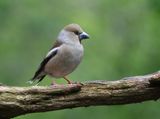 Appelvink (Hawfinch)