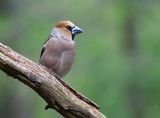 Appelvink (Hawfinch)