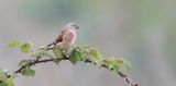 Kneu (Common Linnet)
