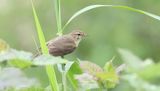 Tjiftjaf (Common Chiffchaff)