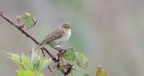 Tjiftjaf (Common Chiffchaff)