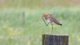 Grutto (Black-tailed Godwit)