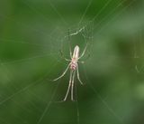 Strekspin sp. (Tetragnathidae sp.) - Long-jawed Spider sp. 