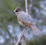 Taigagaai (Siberian Jay)