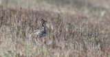Hazelhoen (Hazel Grouse)