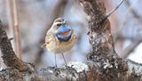 Blauwborst (Bluethroat)