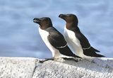 Alken (Razorbill)