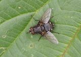 Pollenia sp.