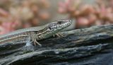 Muurhagedis (Common Wall Lizard)