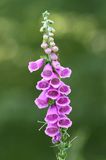 Gewoon Vingerhoedskruid (Digitalis purpurea)