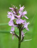 Gevlekte Rietorchis (Dactylorhiza praetermissa) - Southern Marsh Orchid
