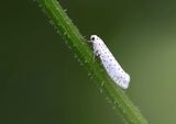 Vogelkersstippelmot (Yponomeuta evonymella) - Bird-cherry Ermine