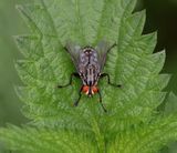 Dambordvlieg (Sarcophaga carnaria) - Common Flesh Fly