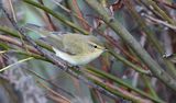 Tjiftjaf (Common Chiffchaff)