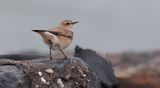 Tapuit (Northern Wheatear)