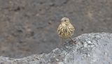 Oeverpieper (Eurasian Rock Pipit)