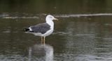 Kleine Mantelmeeuw (Lesser Black-backed Gull)