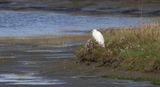Kleine Zilverreiger (Little Egret)