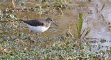 Witgat (Green Sandpiper)
