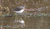 Witgat (Green Sandpiper)