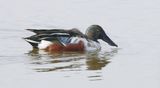 Slobeend (Northern Shoveler)