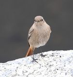 Zwarte Roodstaart (Black Redstart)